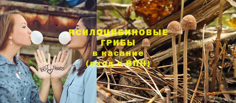 Псилоцибиновые грибы Psilocybe  Горбатов 